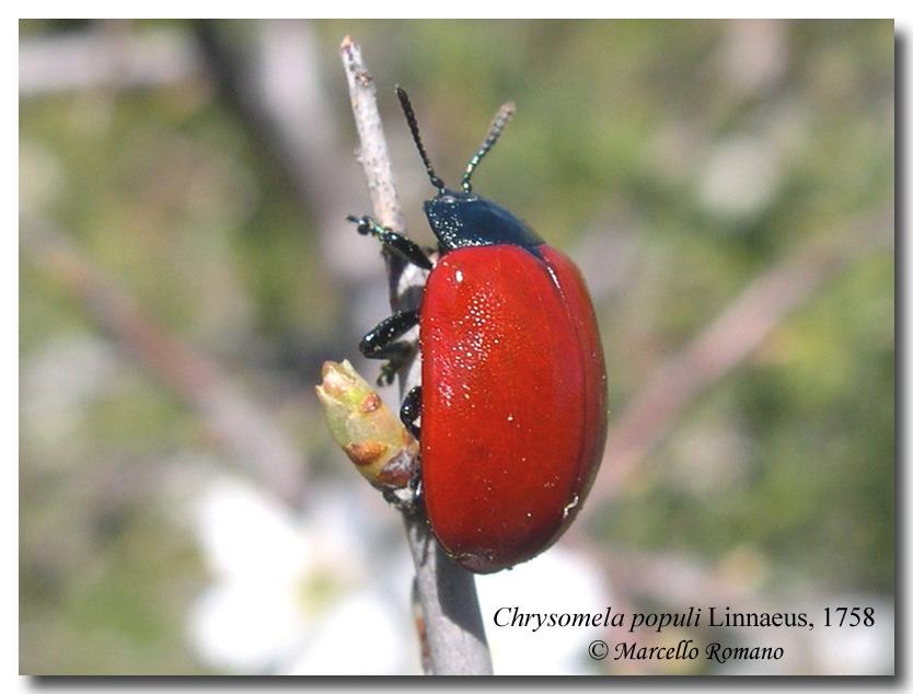 Altro Crisomelide: Chrysomela populi